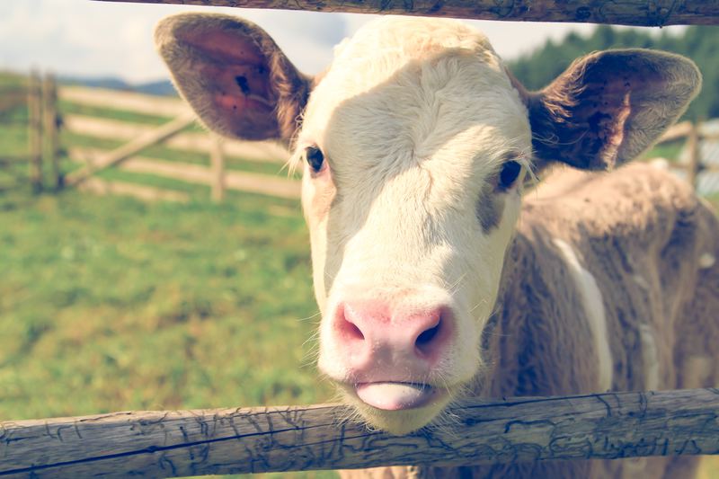 Calf - animal rights